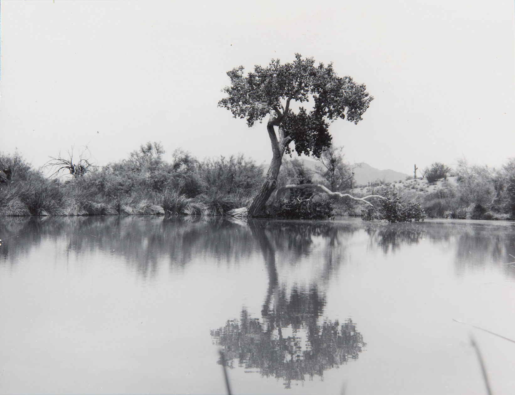 Quitobaquito Springs, 1962